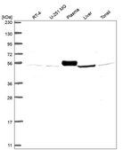 Anti-Slc38A7 Antibody Produced In Rabbit Prestige Antibodies® Powered by Atlas Antibodies, affinity isolated antibody, buffered aqueous glycerol solution
