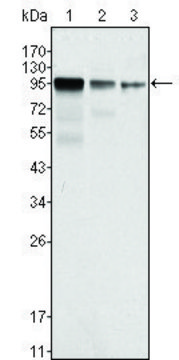 Monoclonal Anti-FER antibody produced in mouse clone 5D2C4, ascites fluid