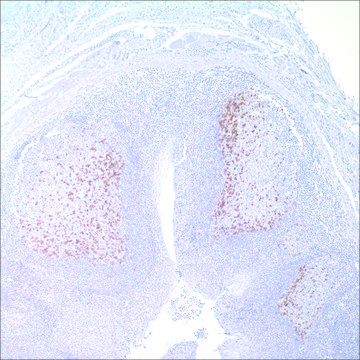 PD-1 (NAT105) Mouse Monoclonal Antibody