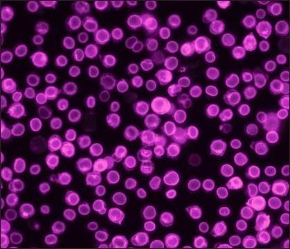 Anti-Mouse IgG (H+L), highly cross-adsorbed (min X Rat), CF&#8482;660C antibody produced in goat ~2&#160;mg/mL, affinity isolated antibody, buffered aqueous solution