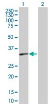 Anti-PTGDR antibody produced in rabbit purified immunoglobulin, buffered aqueous solution