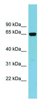 Anti-IL22RA1 antibody produced in rabbit affinity isolated antibody