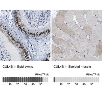 抗-CUL4B 兔抗 Prestige Antibodies&#174; Powered by Atlas Antibodies, affinity isolated antibody, buffered aqueous glycerol solution