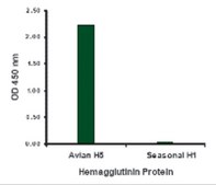 Anti-Avian Influenza H5N1 Hemagglutinin (NT) antibody produced in goat affinity isolated antibody