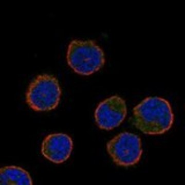 Anti-CIB3 antibody produced in rabbit Prestige Antibodies&#174; Powered by Atlas Antibodies, affinity isolated antibody, buffered aqueous glycerol solution