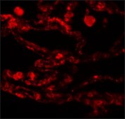 Anti-CCDC69 antibody produced in chicken affinity isolated antibody, buffered aqueous solution