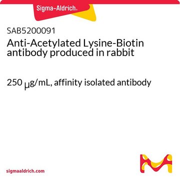 Anti-Acetylated Lysine-Biotin antibody produced in rabbit 250&#160;&#956;g/mL, affinity isolated antibody