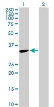 Anti-TYMS antibody produced in rabbit purified immunoglobulin, buffered aqueous solution