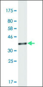 Monoclonal Anti-TSFM antibody produced in mouse clone 3G10, purified immunoglobulin, buffered aqueous solution