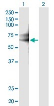 Anti-IL18RAP antibody produced in mouse purified immunoglobulin, buffered aqueous solution