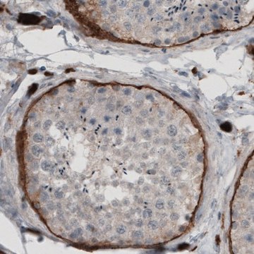 Monoclonal Anti-LAMA1 antibody produced in mouse Prestige Antibodies&#174; Powered by Atlas Antibodies, clone CL2968, purified immunoglobulin, buffered aqueous glycerol solution