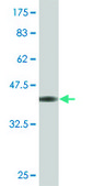 Monoclonal Anti-DND1 antibody produced in mouse clone 3H5, purified immunoglobulin, buffered aqueous solution