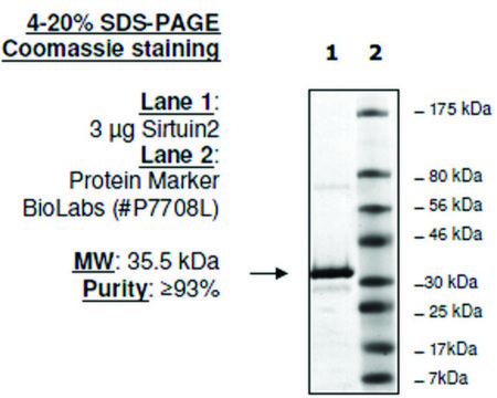 Sirtuin 2 human recombinant, expressed in E. coli, &#8805;80% (SDS-PAGE)