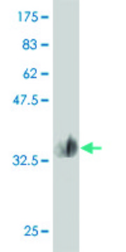 Monoclonal Anti-MMP28 antibody produced in mouse clone 3C11, purified immunoglobulin, buffered aqueous solution