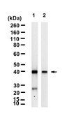 Anti-Histone Macro H2A.1 Antibody, clone 1M7 ZooMAb® Rabbit Monoclonal recombinant, expressed in HEK 293 cells