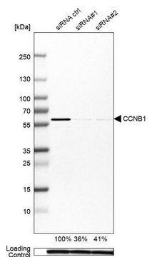 Anti-CCNB1 antibody produced in rabbit Prestige Antibodies&#174; Powered by Atlas Antibodies, affinity isolated antibody