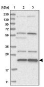 Anti-MED28 antibody produced in rabbit Prestige Antibodies® Powered by Atlas Antibodies, affinity isolated antibody, buffered aqueous glycerol solution
