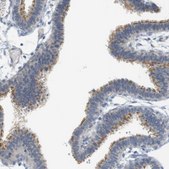 Anti-CREB3L2 antibody produced in rabbit Prestige Antibodies® Powered by Atlas Antibodies, affinity isolated antibody, buffered aqueous glycerol solution