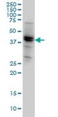 Monoclonal Anti-NODAL antibody produced in mouse clone 5A3, purified immunoglobulin, buffered aqueous solution