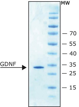 Glial Cell Line-derived Neurotrophic Factor human recombinant, expressed in E. coli, lyophilized powder, suitable for cell culture, &#8805;98% (SDS-PAGE)