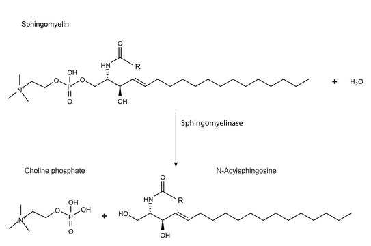 Sphingomyelinase from Bacillus cereus lyophilized powder, &#8805;100&#160;units/mg protein