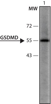 抗-GSDMD（126-138） 兔抗 IgG fraction of antiserum, buffered aqueous solution