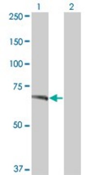 ANTI-TNIK antibody produced in mouse clone 3D4, purified immunoglobulin, buffered aqueous solution