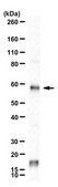 Anti-TOE1 (Ab-86) from rabbit, purified by affinity chromatography