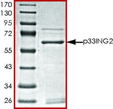 p33ING2, GST tagged human recombinant, expressed in baculovirus infected Sf9 cells, &#8805;70% (SDS-PAGE), buffered aqueous glycerol solution