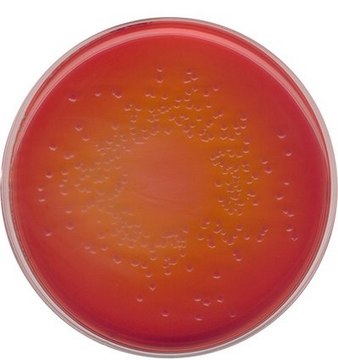 MacCONKEY agar for the isolation of Salmonella, Shigella and coliform bacteria (According harm. EP/USP/JP)