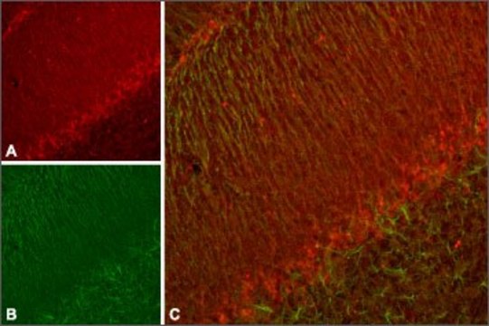 Anti-Potassium Channel KV11.3 (erg3) 兔抗 affinity isolated antibody, lyophilized powder