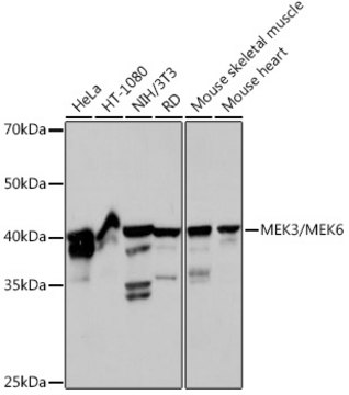 Anti-MEK3/MEK6 Antibody, clone 8R1J5, Rabbit Monoclonal