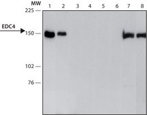 Anti-EDC4 (N-terminal) antibody produced in rabbit ~1.0 mg/mL, affinity isolated antibody