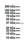 Anti-KCNAB2 (AB2) antibody produced in rabbit IgG fraction of antiserum