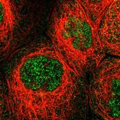 Anti-MFSD6 antibody produced in rabbit Prestige Antibodies® Powered by Atlas Antibodies, affinity isolated antibody, buffered aqueous glycerol solution