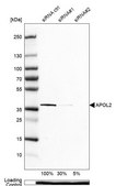 Anti-APOL2 antibody produced in rabbit Prestige Antibodies® Powered by Atlas Antibodies, affinity isolated antibody, buffered aqueous glycerol solution