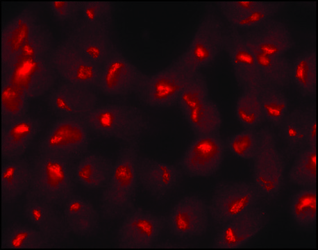 Anti-Sec23 antibody produced in rabbit ~1&#160;mg/mL, affinity isolated antibody, buffered aqueous solution