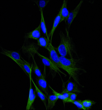 Anti-Tubulin, Tyrosine antibody, Mouse monoclonal clone TUB-1A2, purified from hybridoma cell culture