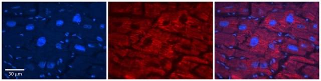 Anti-SLC33A1 antibody produced in rabbit affinity isolated antibody