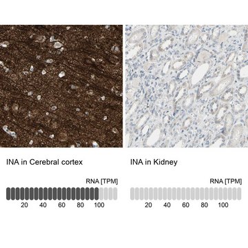 抗-INA 兔抗 Prestige Antibodies&#174; Powered by Atlas Antibodies, affinity isolated antibody, buffered aqueous glycerol solution