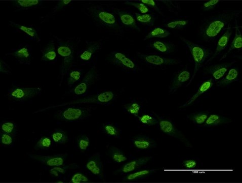 Anti-EWSR1 antibody produced in mouse purified immunoglobulin, buffered aqueous solution