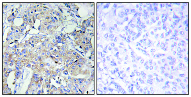 Anti-Collagen VI &#945;3 antibody produced in rabbit affinity isolated antibody