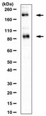Anti-mGluR2 Antibody from rabbit, purified by affinity chromatography