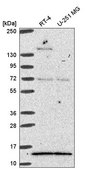 Anti-GTF2A2 antibody produced in rabbit Prestige Antibodies® Powered by Atlas Antibodies, affinity isolated antibody