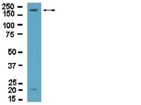 抗-Dock2抗体 from rabbit, purified by affinity chromatography