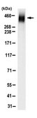 Anti-LRBA Antibody, clone 2D4.1 clone 2D4.1, from mouse
