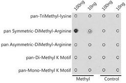 Anti-pan-Symmetric-Di-Methyl Arginine antibody produced in rabbit