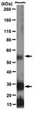 Anti-RIP3 Antibody, clone 6E6.2 clone 6E6.2, from mouse