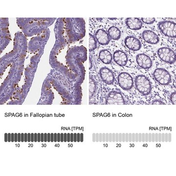 抗-SPAG6 兔抗 Prestige Antibodies&#174; Powered by Atlas Antibodies, affinity isolated antibody, buffered aqueous glycerol solution