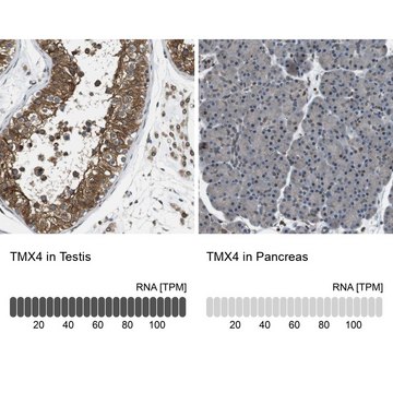 抗-TMX4 兔抗 Prestige Antibodies&#174; Powered by Atlas Antibodies, affinity isolated antibody, buffered aqueous glycerol solution